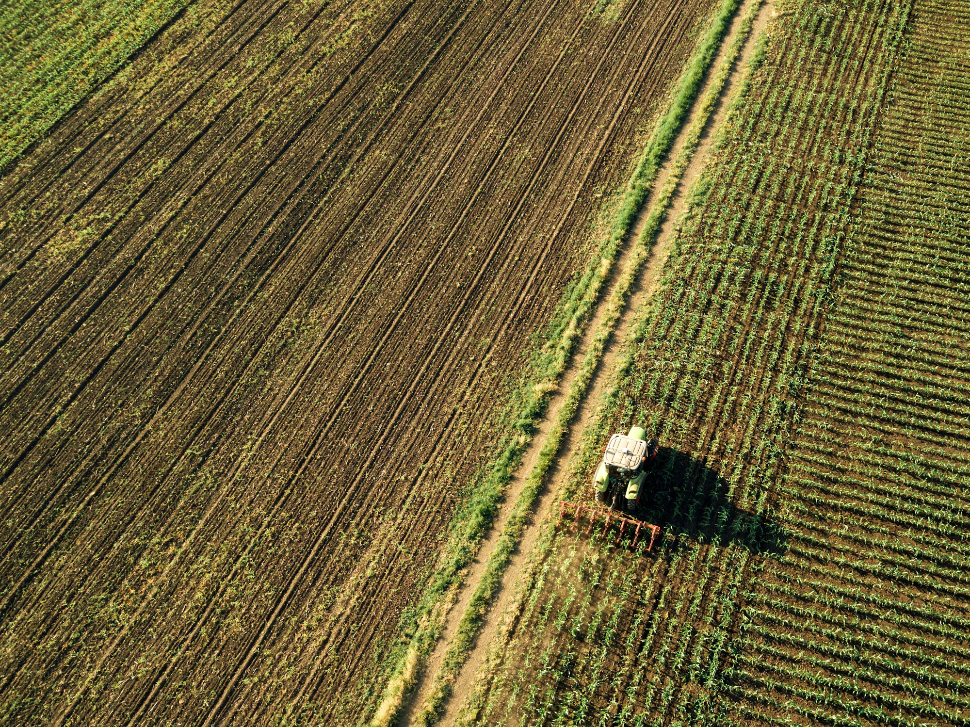 Tractor cultivating corn crop field, aerial view